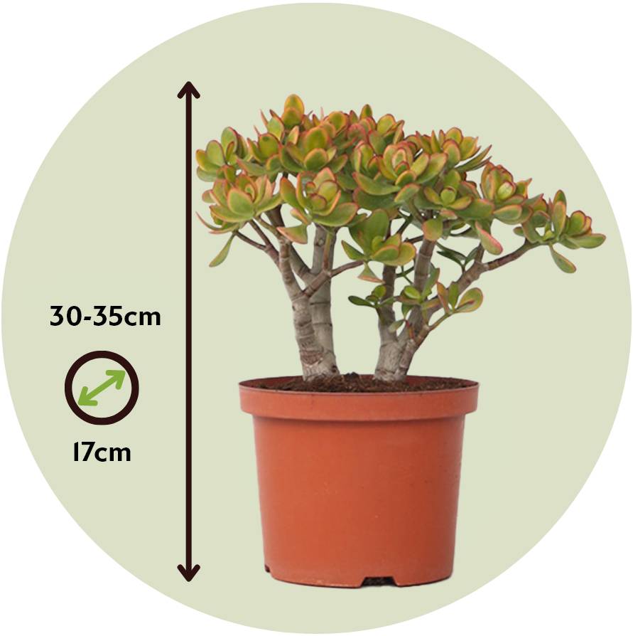Plant In A Box - Arbre de jade - Crassula ovata 'Sunset' - Hauteur 30-35cm - ⌀17cm - Image 4