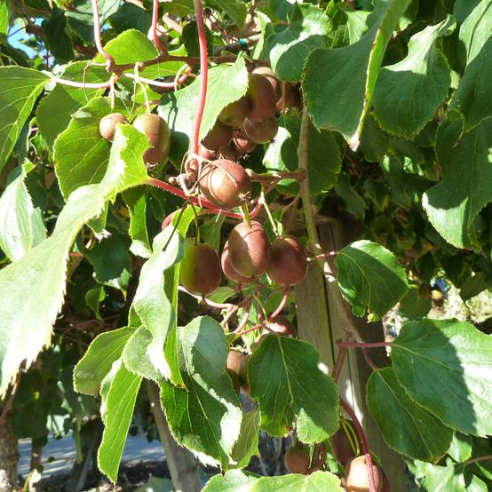 Kiwi arguta Domino (femelle) - Kiwai - Actinidia arguta Pot de 10 cm/11cm