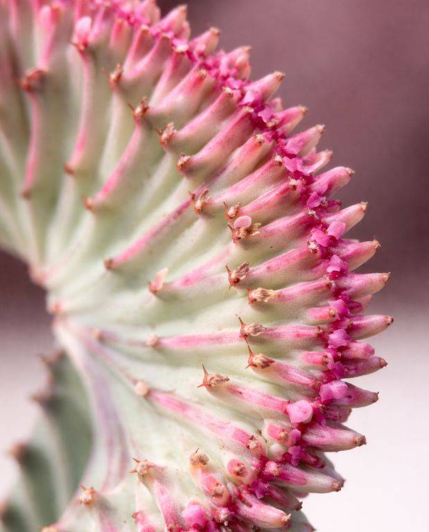 Euphorbia Lactea Cristata - Greffe - Cactus blanc D. 9cm H. 22cm - Plante d'intérieur - IndoorPoppies - Image 2