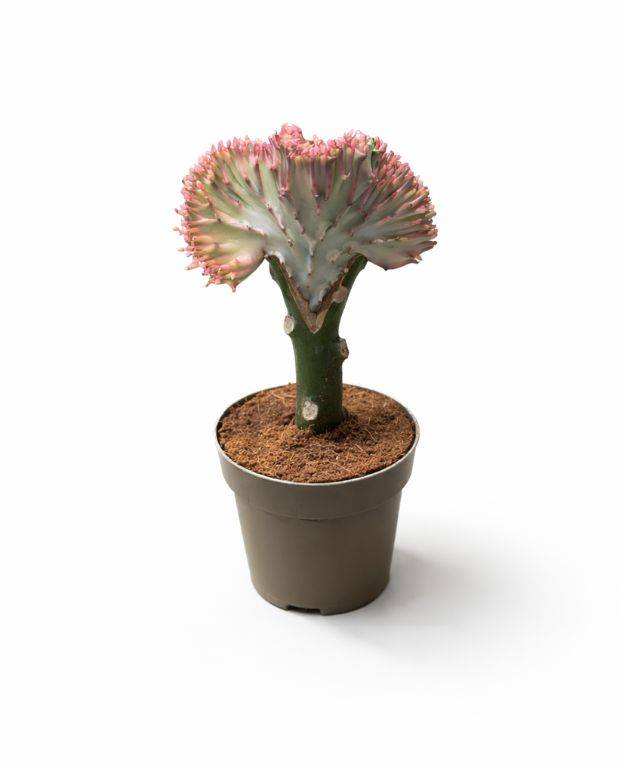 Euphorbia Lactea Cristata - Greffe - Cactus blanc D. 9cm H. 22cm - Plante d'intérieur - IndoorPoppies - Image 1