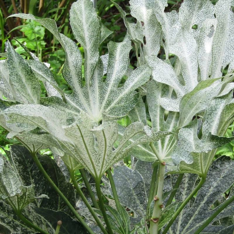 Fatsia  Spider's Web, Faux-Aralia du Japon à fleurs Blanche/ - feuillage Persistant - Godet - 5/20 cm - Image 6