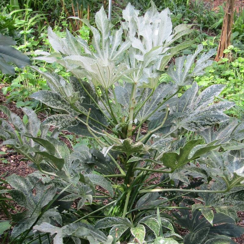 Fatsia Spider's Web, Faux-Aralia du Japon à fleurs Blanche/ - feuillage Persistant - Godet - 5/20 cm - Image 3