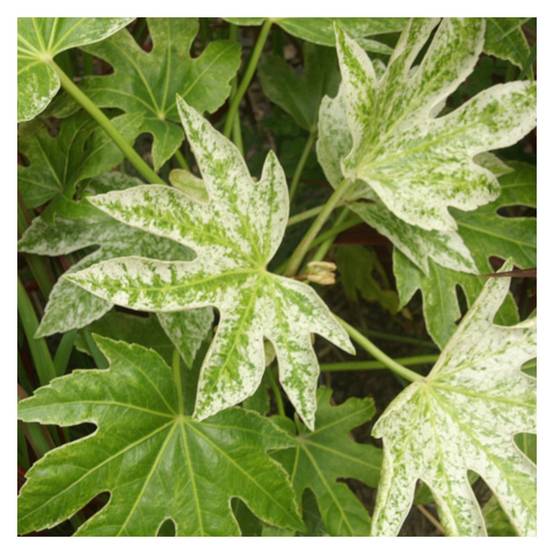 Fatsia Spider's Web, Faux-Aralia du Japon à fleurs Blanche/ - feuillage Persistant - Godet - 5/20 cm - Image 2