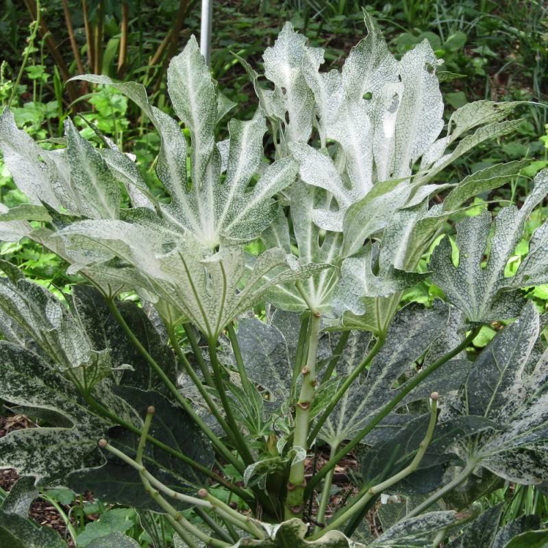 Fatsia Spider's Web, Faux-Aralia du Japon à fleurs Blanche/ - feuillage Persistant - Godet - 5/20 cm - Image 7