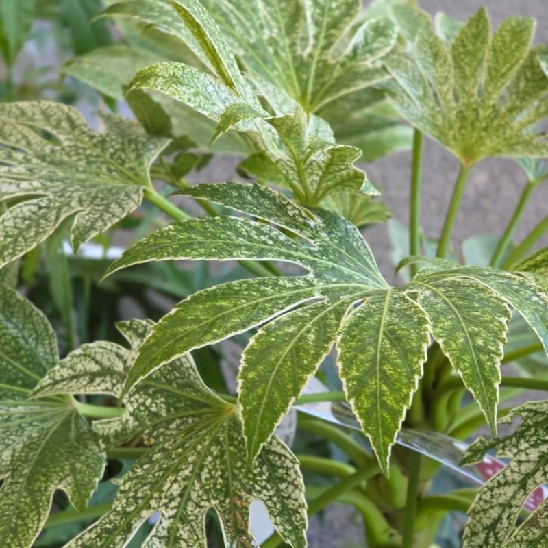 Fatsia  Spider's Web, Faux-Aralia du Japon à fleurs Blanche/ - feuillage Persistant - Godet - 5/20 cm - Image 10