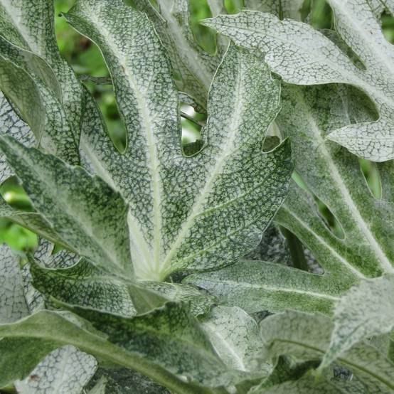 Fatsia Spider's Web, Faux-Aralia du Japon à fleurs Blanche/ - feuillage Persistant - Godet - 5/20 cm - Image 5