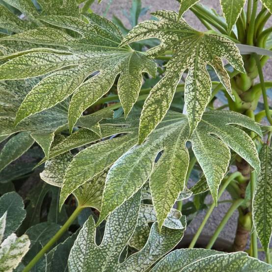Fatsia Spider's Web, Faux-Aralia du Japon à fleurs Blanche/ - feuillage Persistant - Godet - 5/20 cm - Image 9