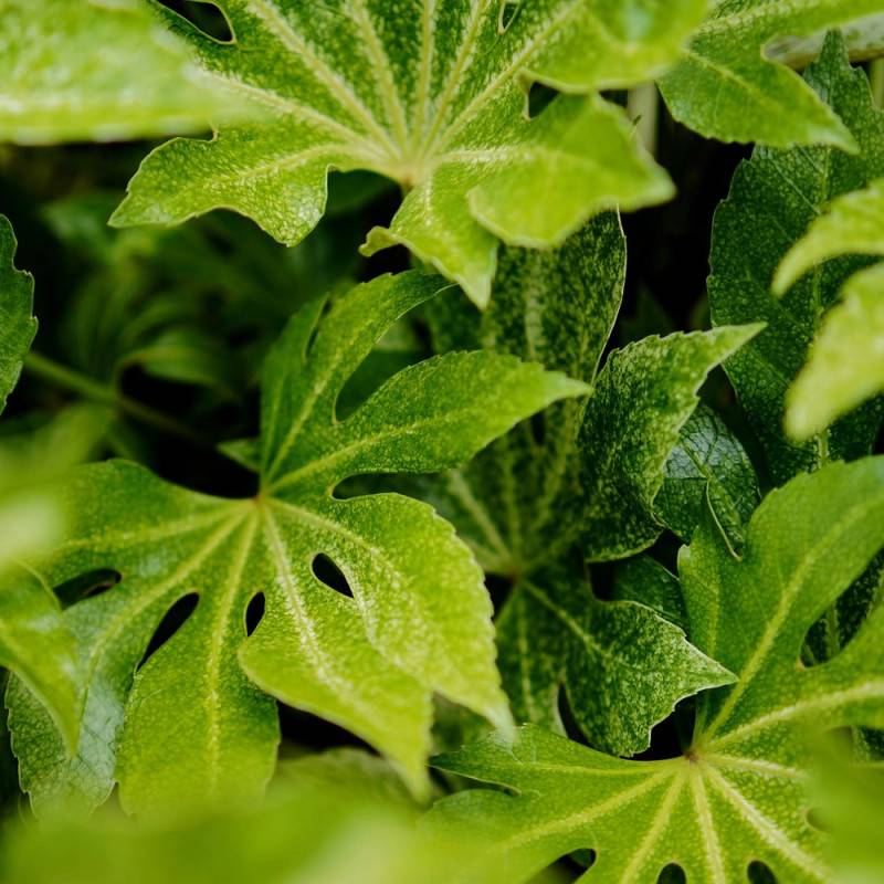 Fatsia Spider's Web, Faux-Aralia du Japon à fleurs Blanche/ - feuillage Persistant - Godet - 5/20 cm - Image 8