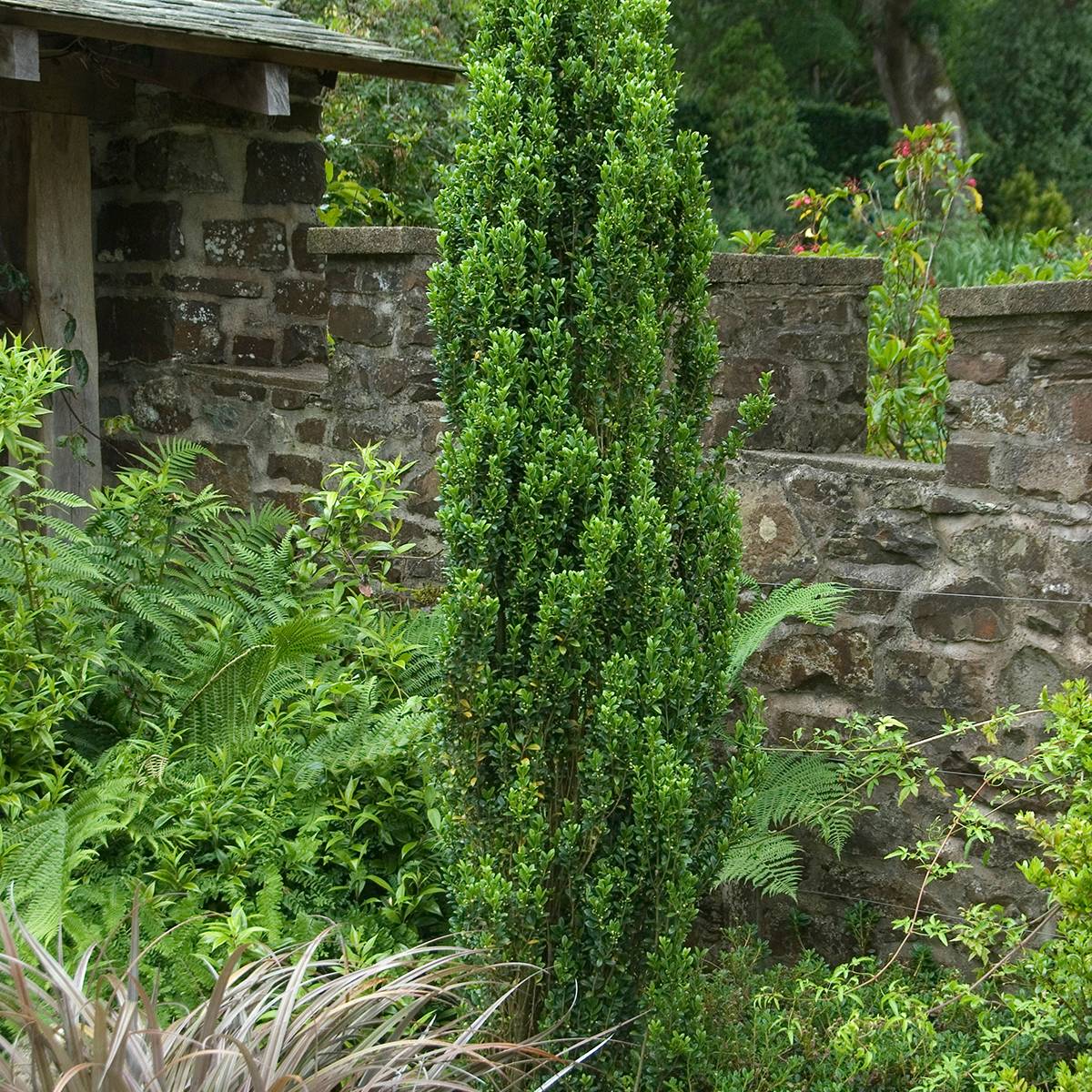 Promesse de Fleurs - Houx crénelé - Ilex crenata Fastigiata Pot de 3L/4L - Image 1