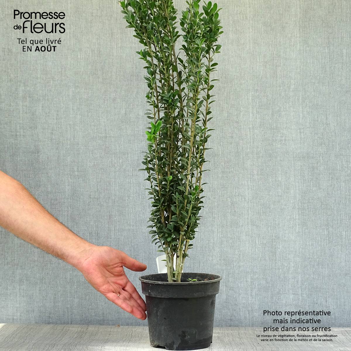 Promesse de Fleurs - Houx crénelé - Ilex crenata Fastigiata Pot de 3L/4L - Image 2