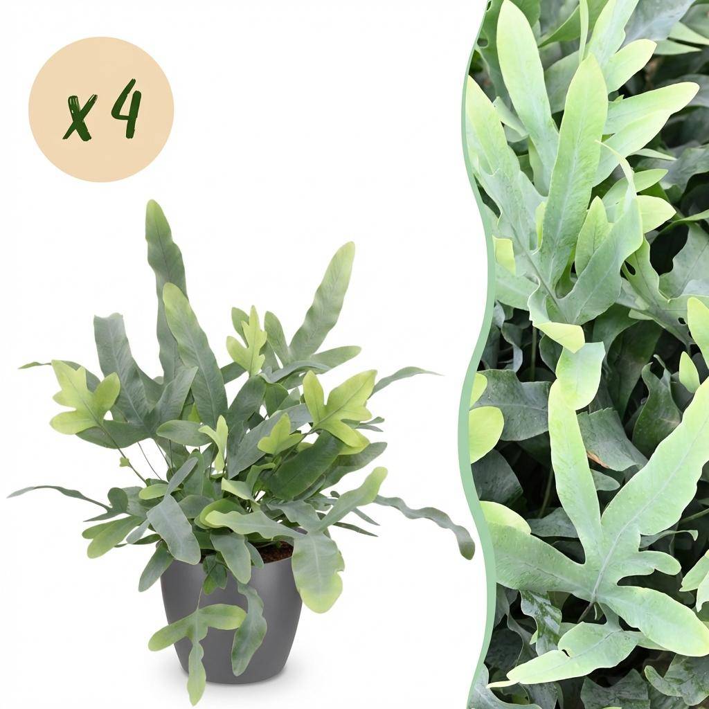 Phlebodium Aureum Bleu Star - H30cm - Image 2