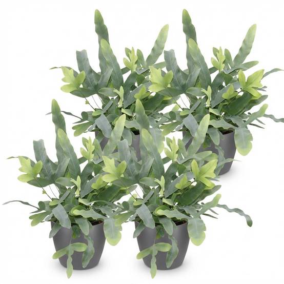 Phlebodium Aureum Bleu Star - H30cm - Image 4