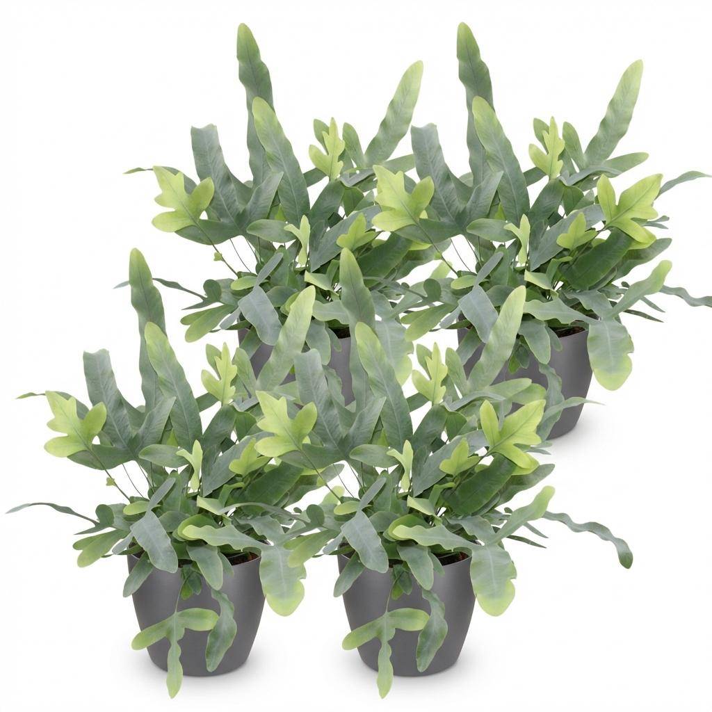 Phlebodium Aureum Bleu Star - H30cm - Image 4