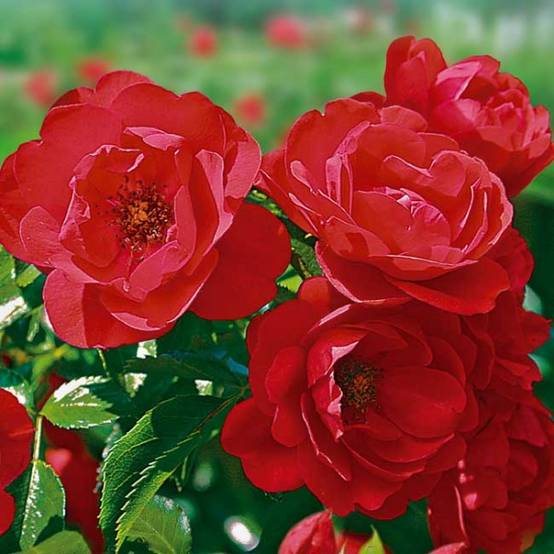 Promesse de Fleurs - Rosier Décorosiers Kadora Pot de 2L/3L