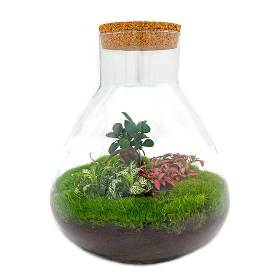 Sam Xl Bonsai - H32cm - Image 1