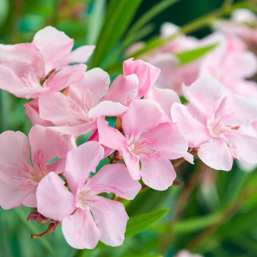 Promesse de Fleurs - Laurier rose Caro - Nerium oleander Pot de 10 cm/11cm - Image 1