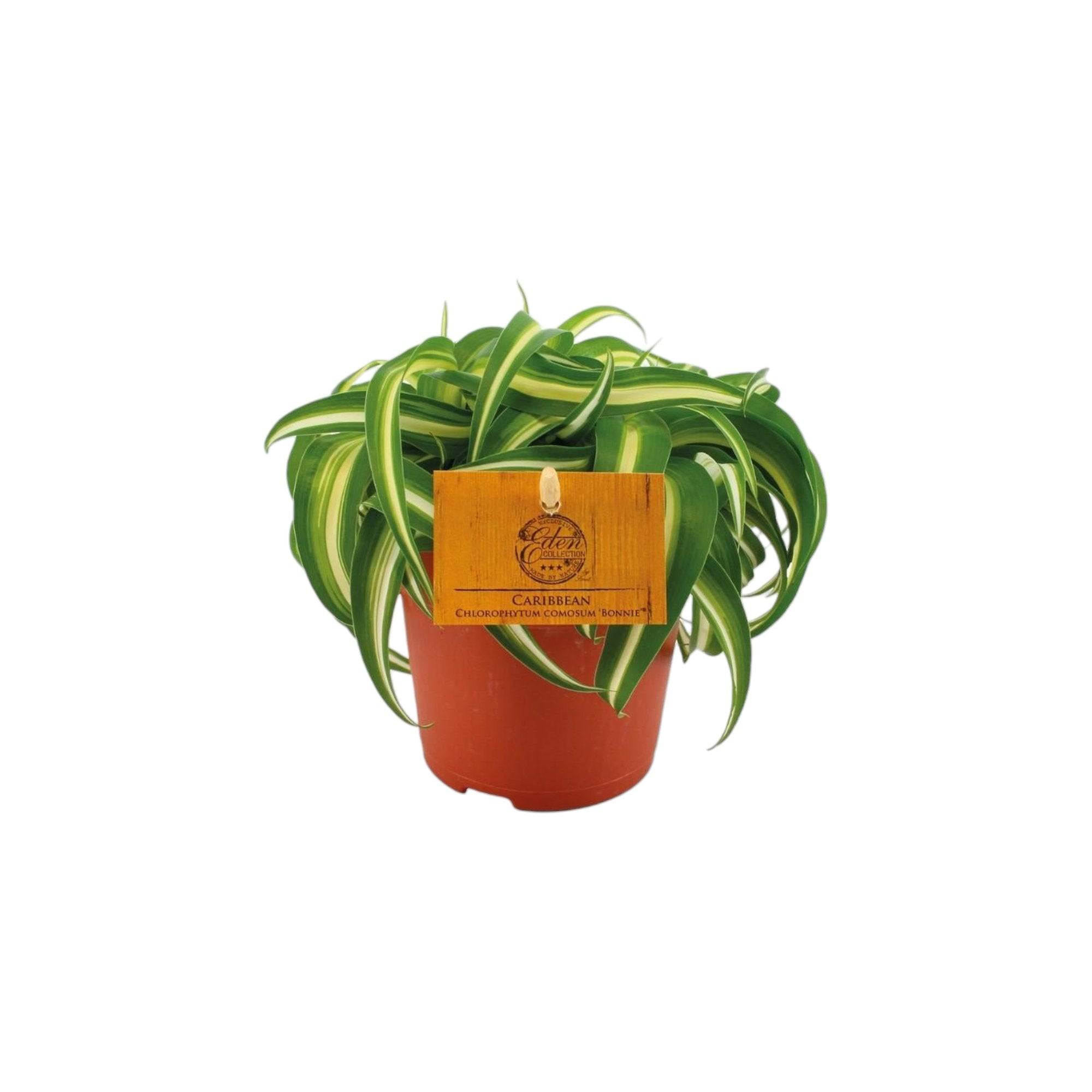 Chlorophytum Bonnie 15cm - Plante d'intérieur- La Green Touch - Image 2