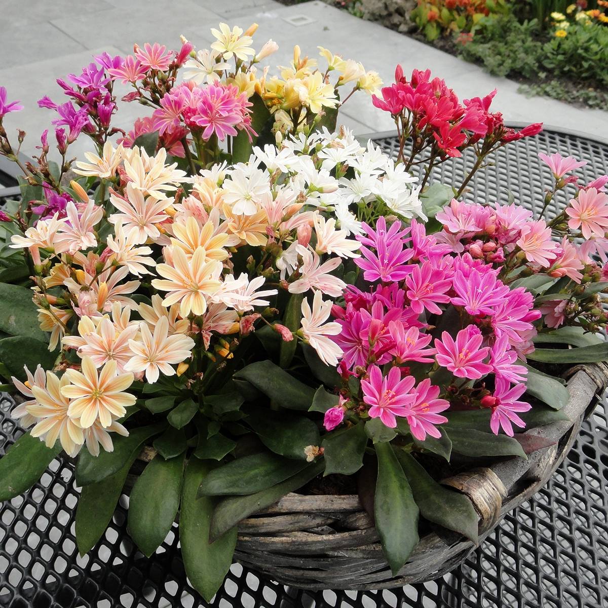 Promesse de Fleurs - Lewisia cotyledon Elise en mélange Mini-motte Ø 1,5/2,5 cm (par 3)