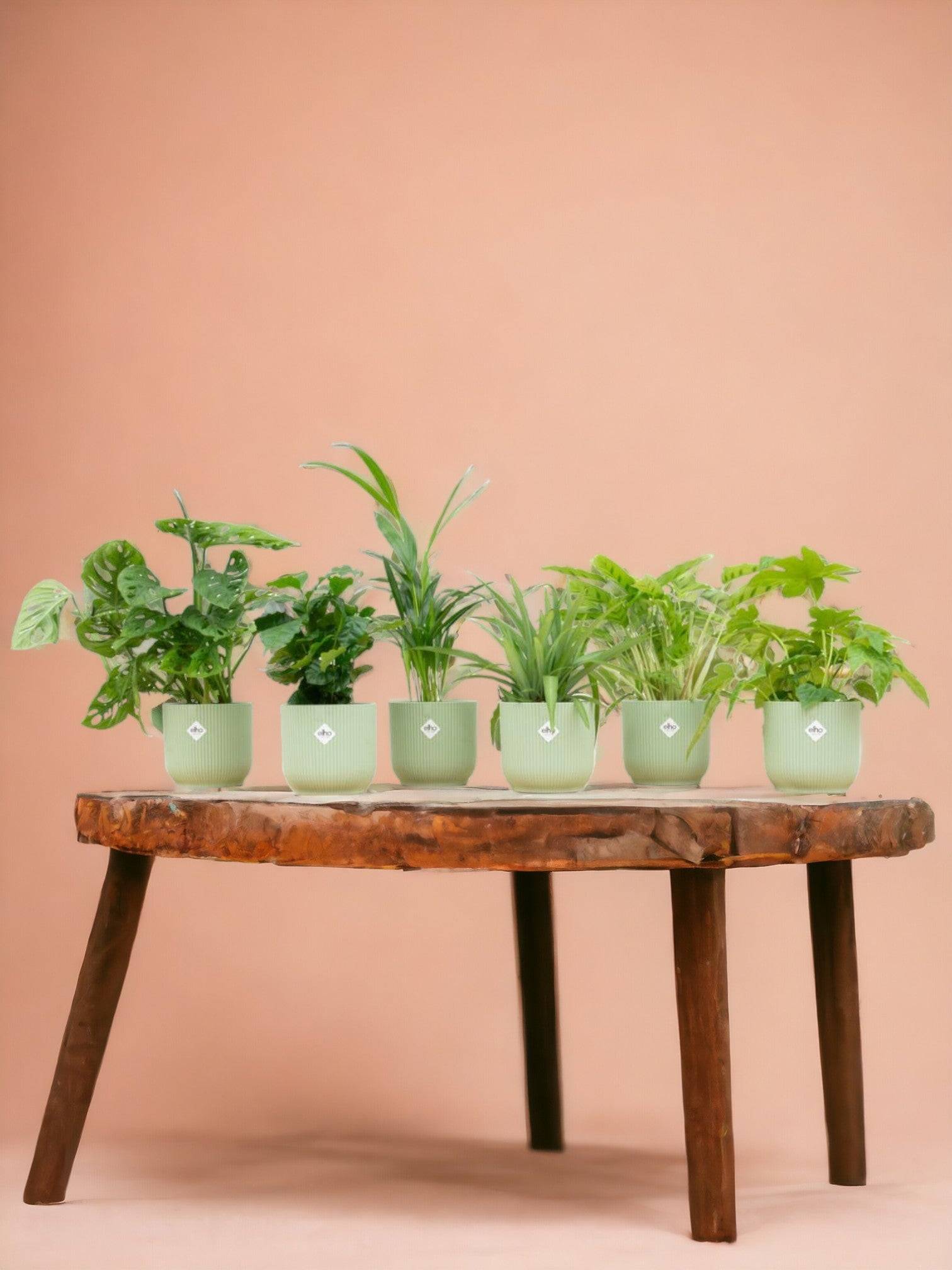 La Green Touch - Box surprise 6 plantes+ Cache-Pot- La Green Touch  - Hauteur 30cm - Image 1
