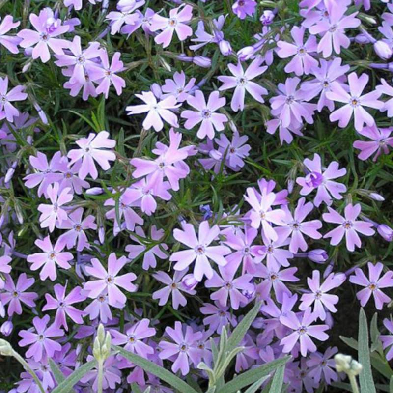 Phlox nain G.F. Wilson, Phlox mousse à fleurs Rose/Bleue - feuillage Caduc - Godet - 5/20 cm - Image 5