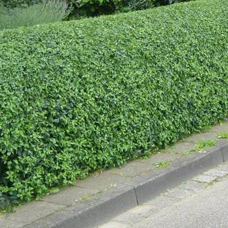 Troène commun - Ligustrum vulgare Lodense Godet de 8/9 cm