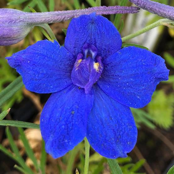Delphinium grandiflorum Blauer Zwerg - Pied d'Alouette Blauer Zwerg Godet de 8/9 cm