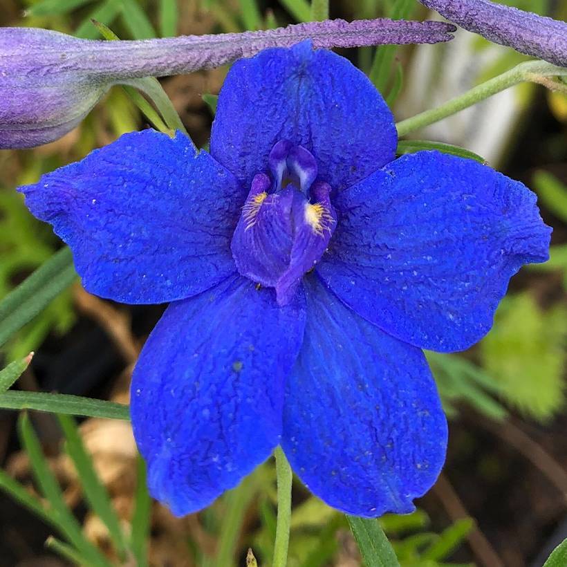 Delphinium grandiflorum Blauer Zwerg - Pied d'Alouette Blauer Zwerg Godet de 8/9 cm