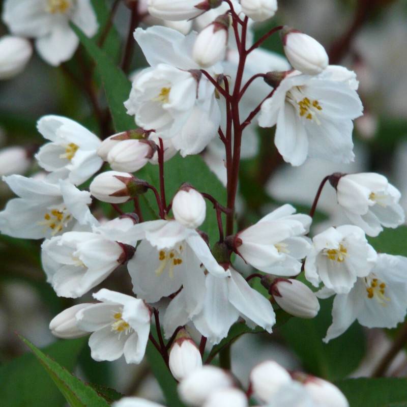 Deutzie magnifica, Deutzia à fleurs Blanche - feuillage Caduc - Pot de 7,5L - 40/60 cm-  hauteur à maturité De 1,50 m à 2,00 m - Image 1