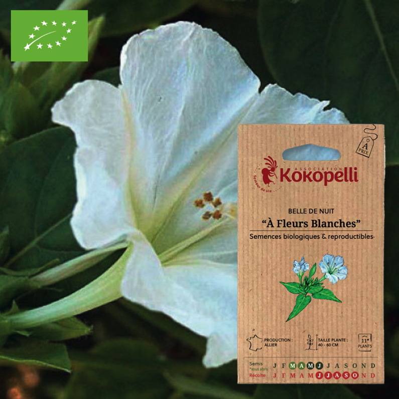 Association Kokopelli - Belle de Nuit À Fleurs Blanches- Graines bio à semer - Image 1