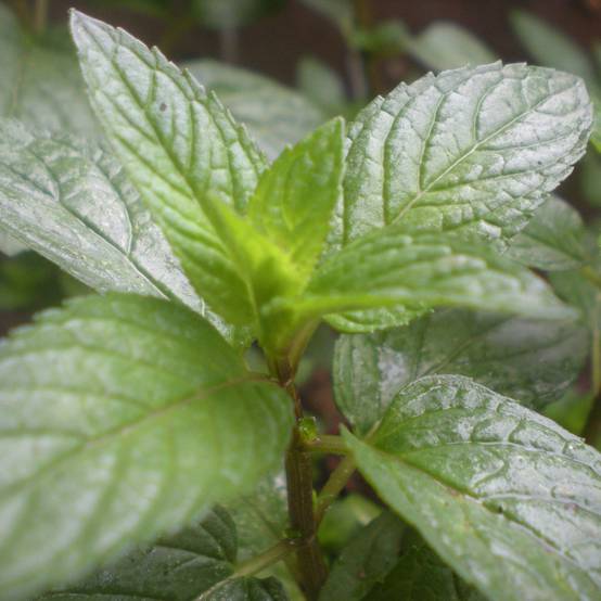 Promesse de Fleurs - Menthe Romana Rossa BIO - Mentha piperita Godet de 8/9 cm