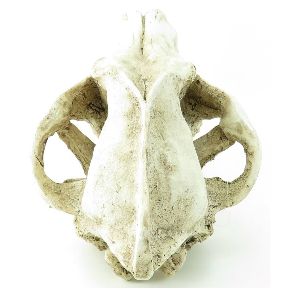 Crâne prédateur animaux, taille 24 x 13 x 13 cm,  Décoration aquarium - Image 2