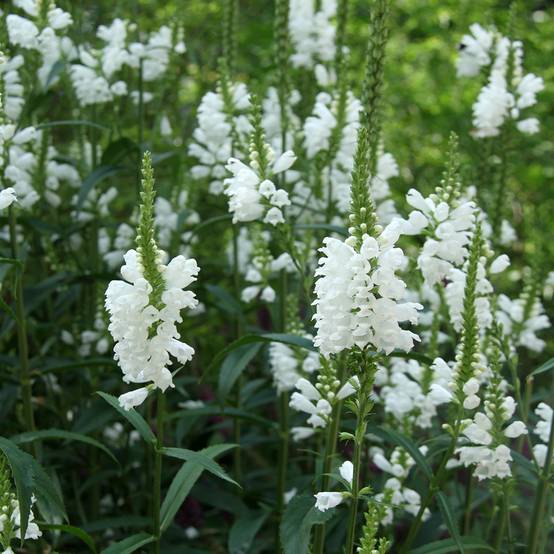 Physostegia virginiana Alba - Cataleptique blanche Godet de 8/9 cm