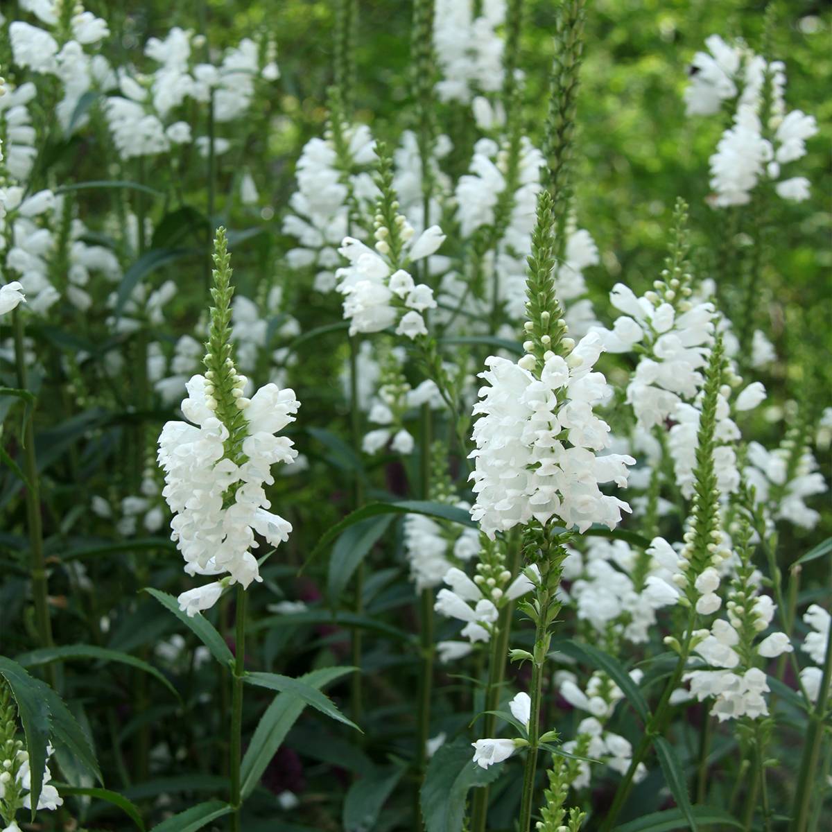 Physostegia virginiana Alba - Cataleptique blanche Godet de 8/9 cm