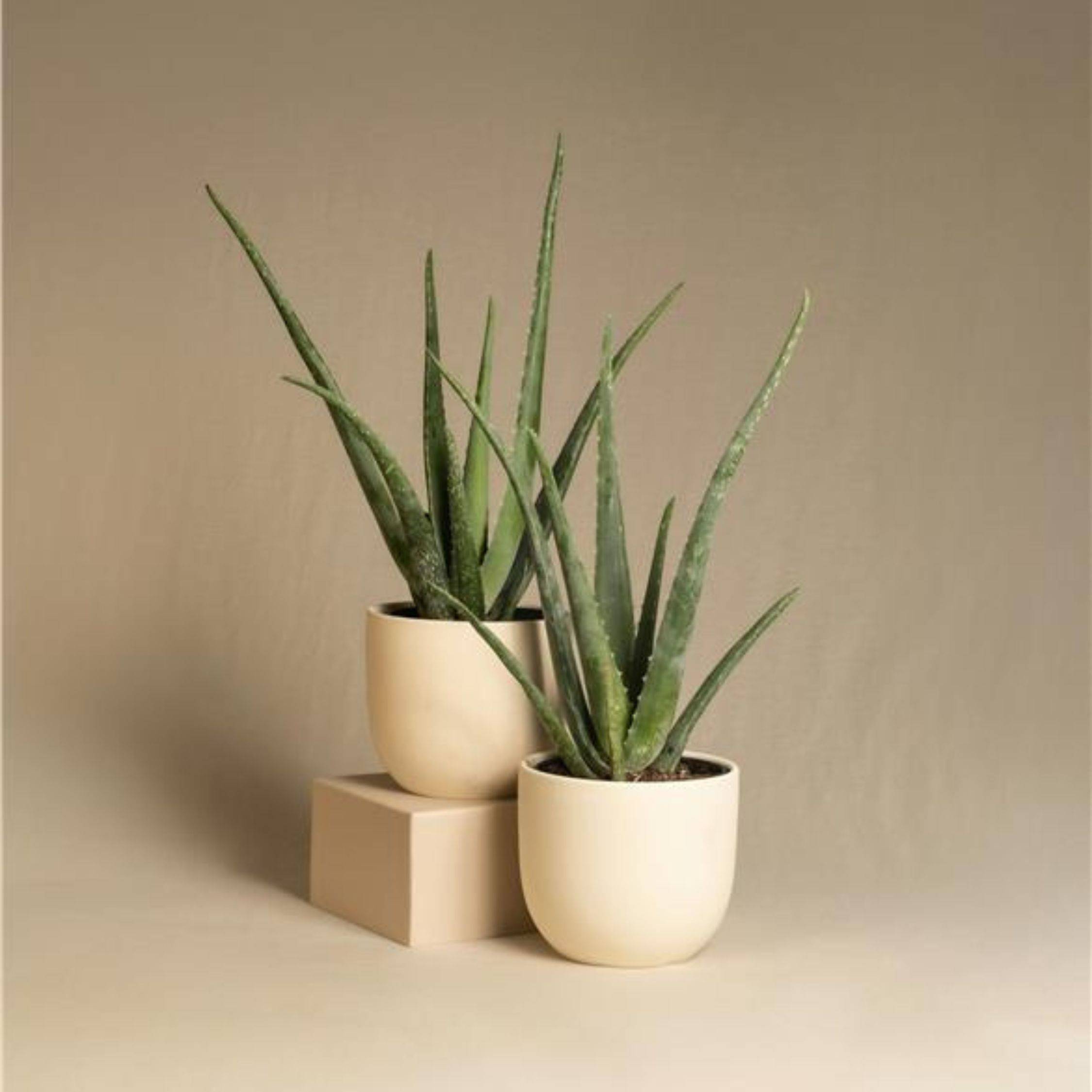 Plant In A Box - Aloe vera - Set de 4 - Aloe barbadensis - Hauteur 25-40cm - ⌀10,5cm - Image 2