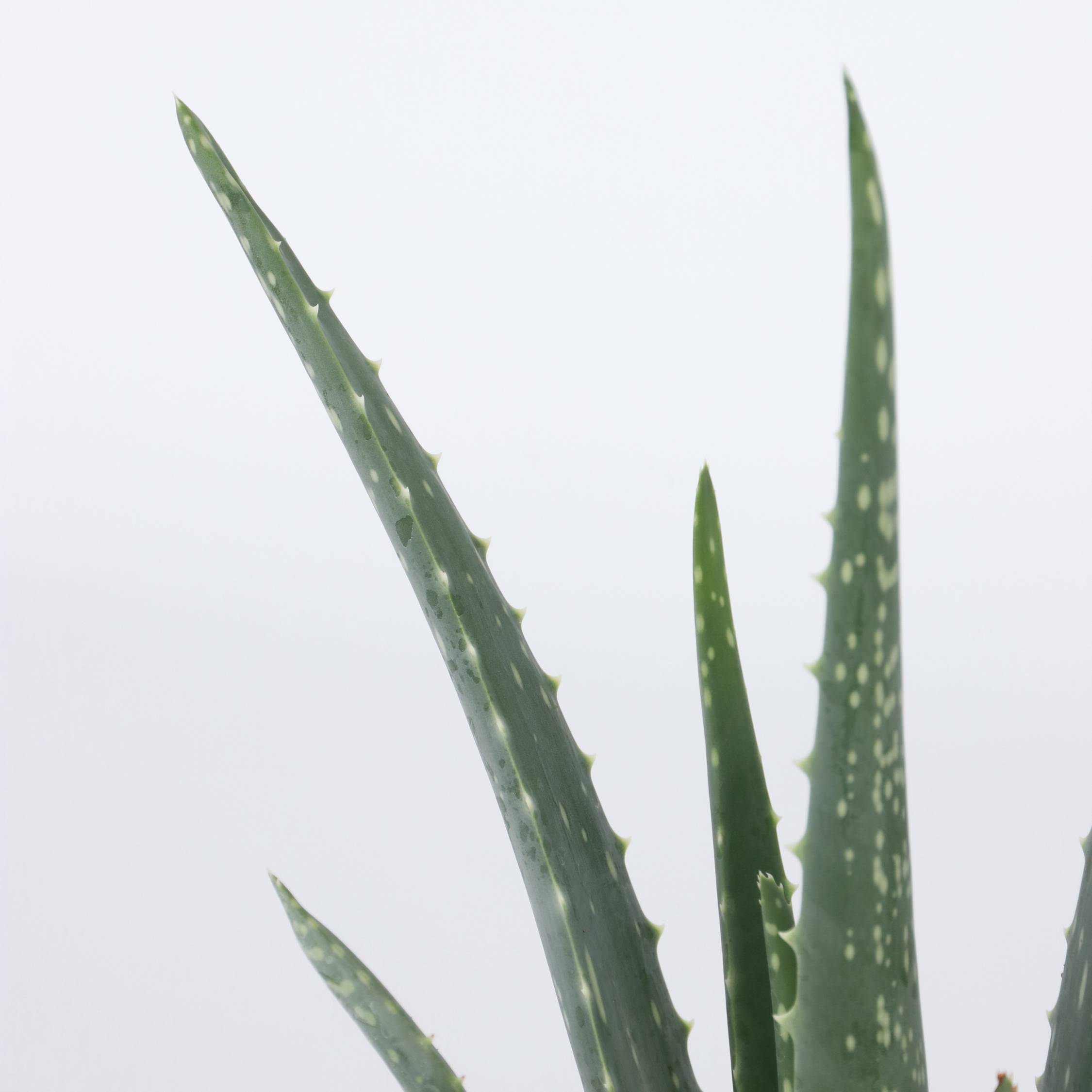 Plant In A Box - Aloe vera - Set de 4 - Aloe barbadensis - Hauteur 25-40cm - ⌀10,5cm - Image 4