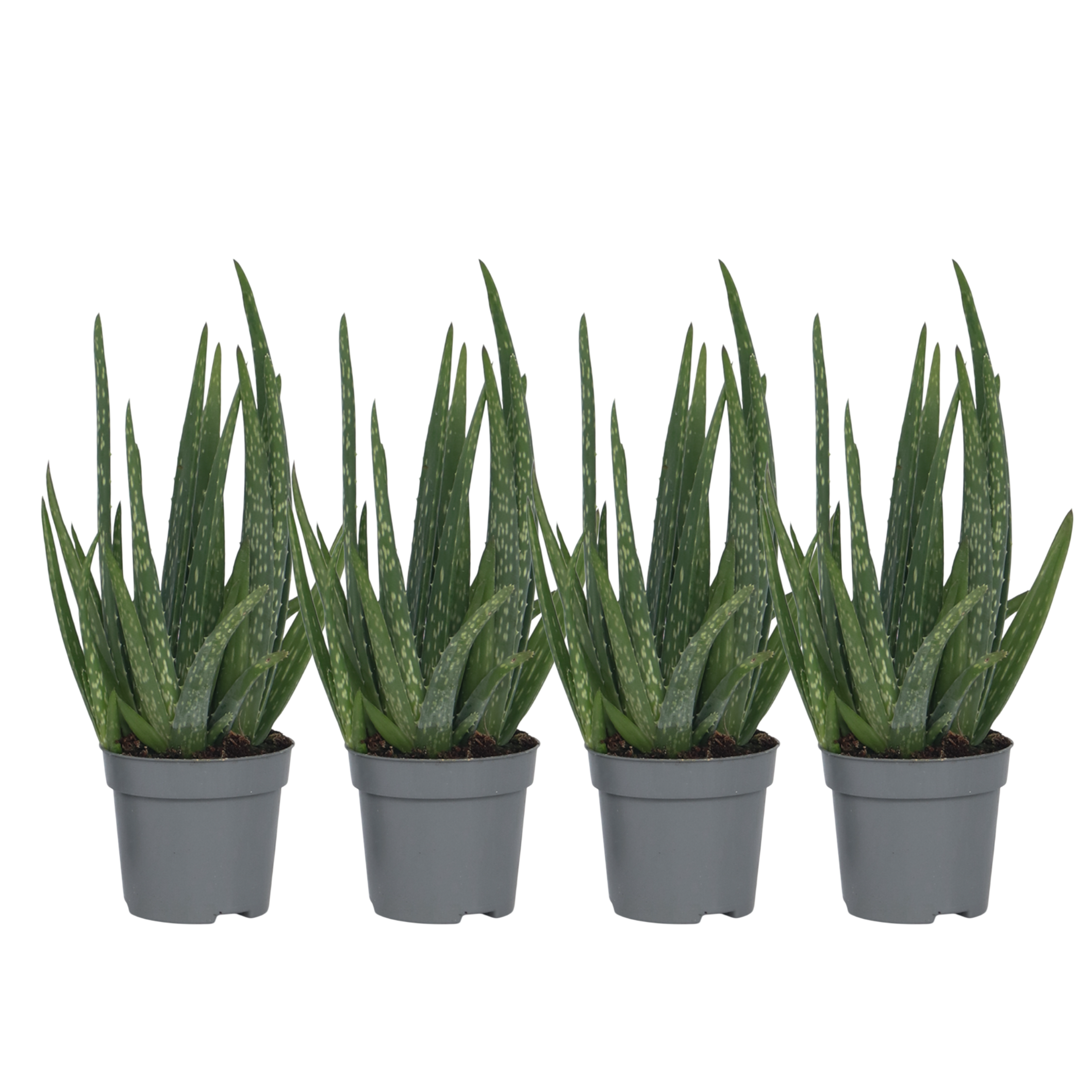 Plant In A Box - Aloe vera - Set de 4 - Aloe barbadensis - Hauteur 25-40cm - ⌀10,5cm - Image 1