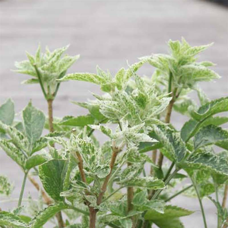 Sureau noir - Sambucus nigra Pulverulenta Pot de 3L/4L