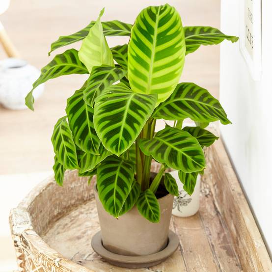 Gardenersdream - Calathea Zebrina Au Feuillage Persistant | Plante D’Intérieur Zébrée | 30-40 Cm Pot Inclus - GardenersDream - Image 1