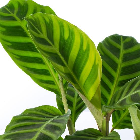 Gardenersdream - Calathea Zebrina Au Feuillage Persistant | Plante D’Intérieur Zébrée | 30-40 Cm Pot Inclus - GardenersDream - Image 3