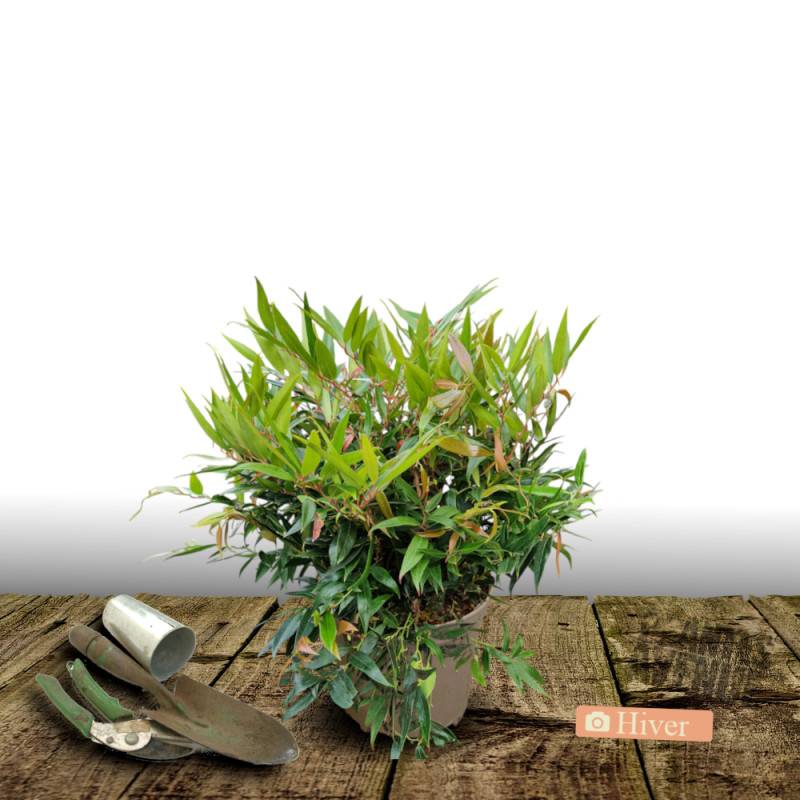 Leucothoe Rainbow, Fleur de perle à fleurs Blanche - feuillage Persistant - Pot de 3L - 40/60 cm-  hauteur à maturité De 0,50 m à 1,00 m - Image 4