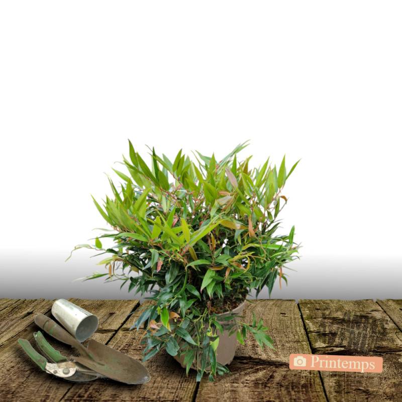 Leucothoe Rainbow, Fleur de perle à fleurs Blanche - feuillage Persistant - Pot de 3L - 40/60 cm-  hauteur à maturité De 0,50 m à 1,00 m - Image 5