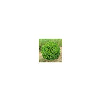 Laitue Batavia Florine le sachet de 800 graines environ (1g)
