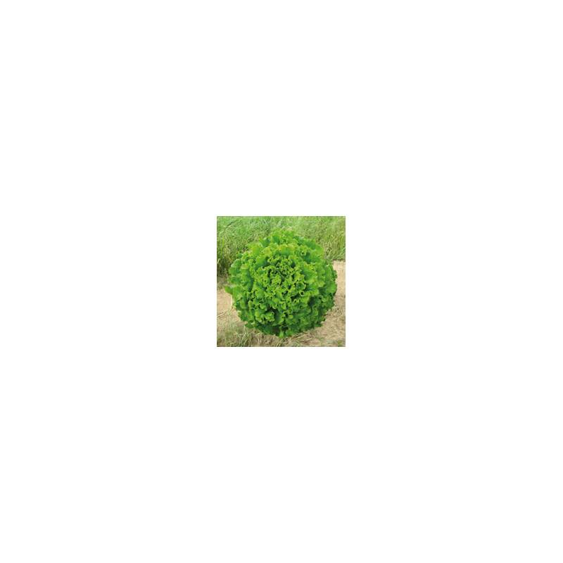 Laitue Batavia Florine le sachet de 800 graines environ (1g)