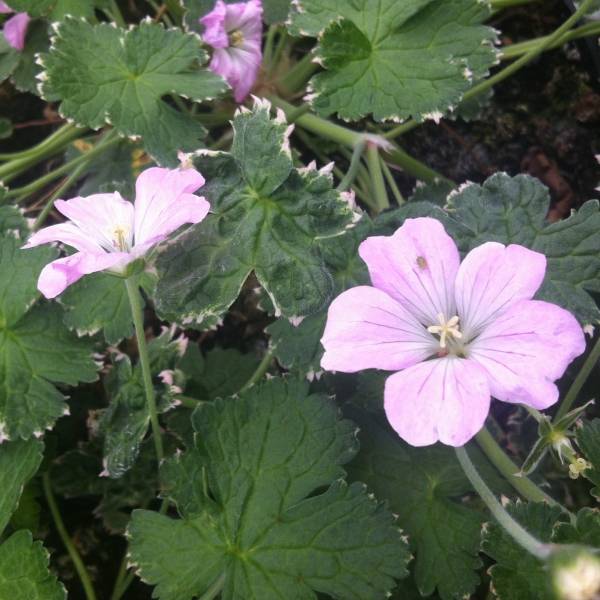 Promesse de Fleurs - Géranium vivace Dreamland Mini-motte Ø 3/4 cm (par 3)