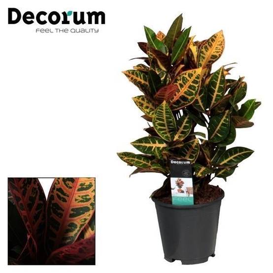 La Green Touch - Croton Petra - D17 H55cm