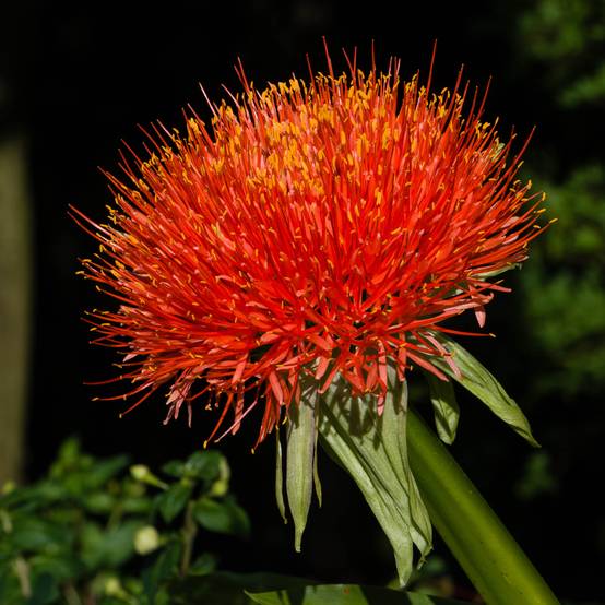 Scadoxus multiflorus subsp multiflorus Bulbe calibre 14+