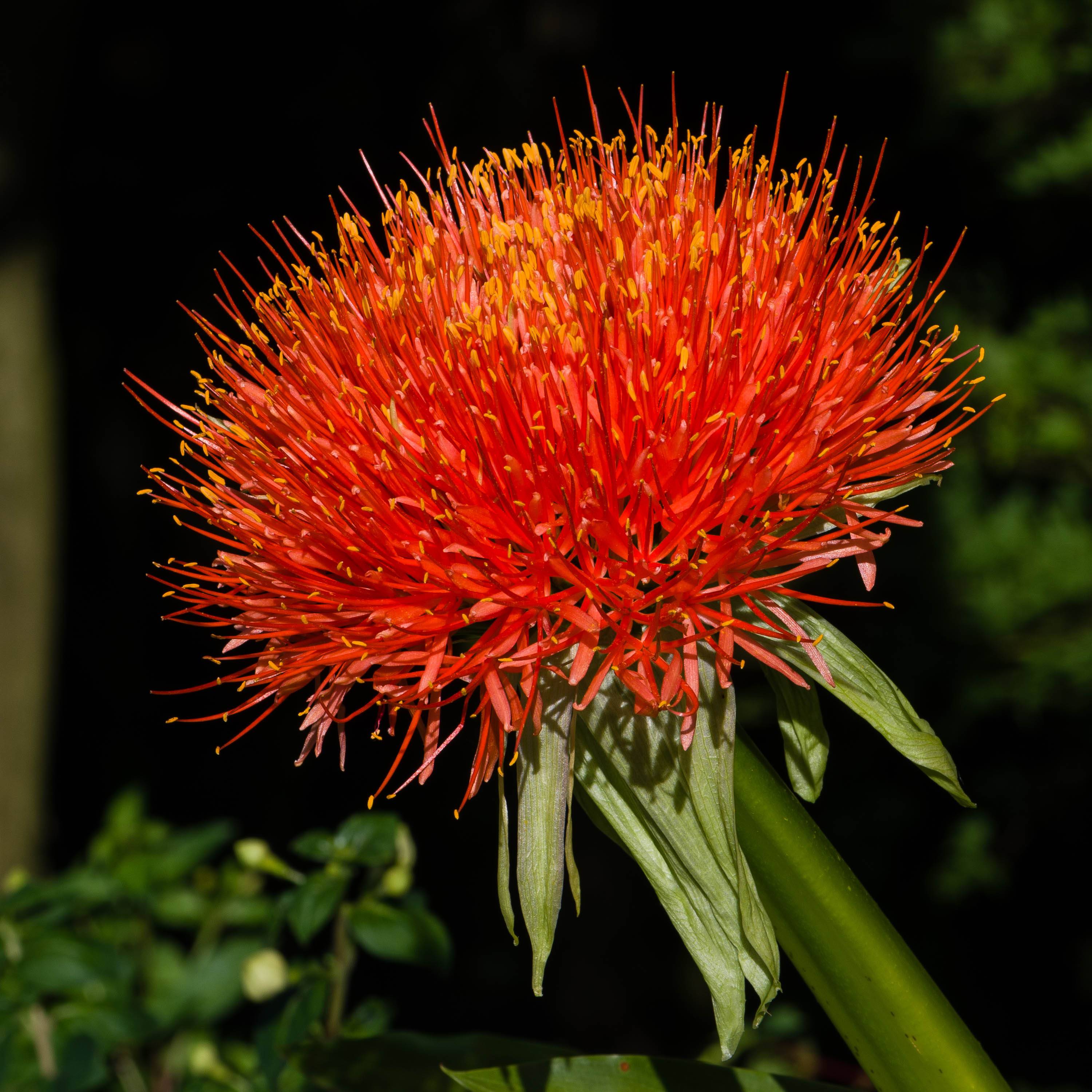 Scadoxus multiflorus subsp multiflorus Bulbe calibre 14+