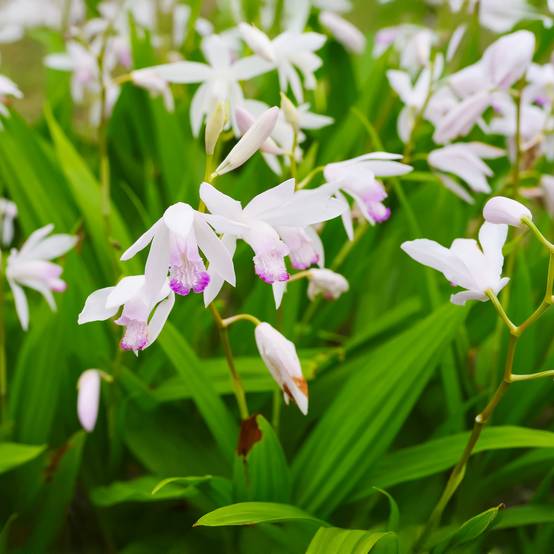 Bletilla Blanche - Bletilla striata Alba - 12 plantes et 3 paniers de bassin - Image 2