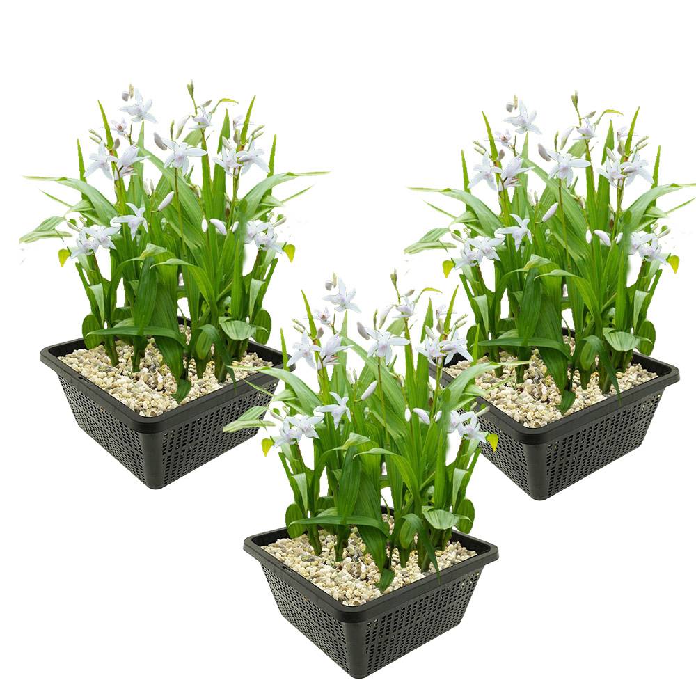 Bletilla Blanche - Bletilla striata Alba - 12 plantes et 3 paniers de bassin