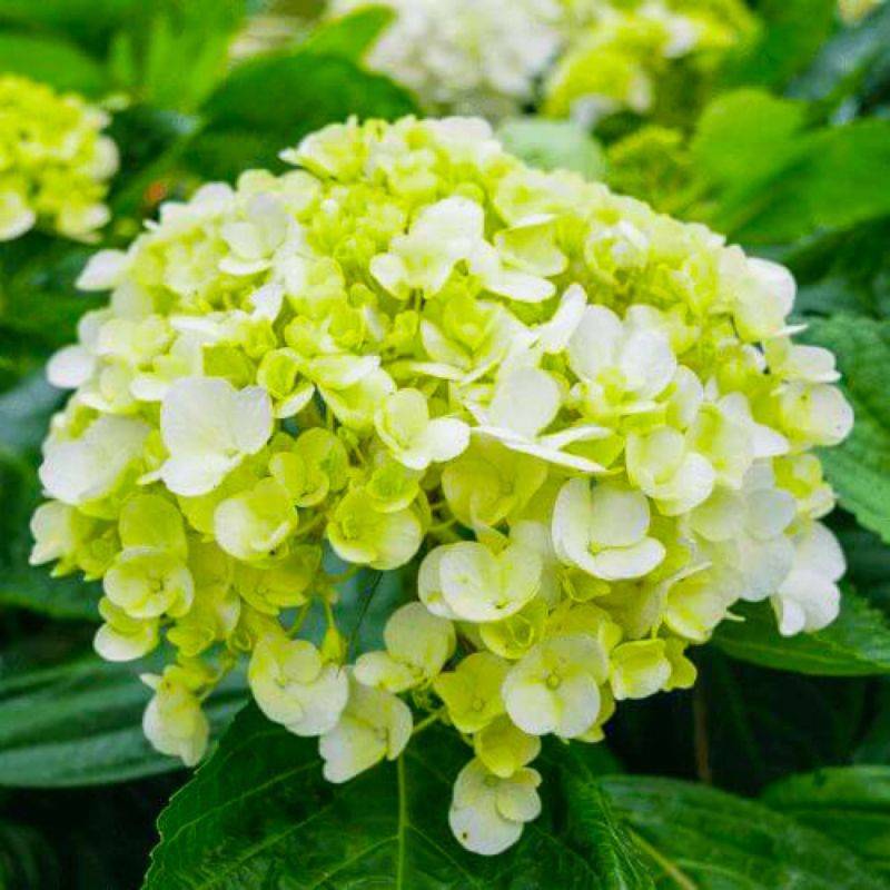 Hortensia Paniculé  'Lime Light' - Godet - Taille 13/25cm - Pépinières Naudet